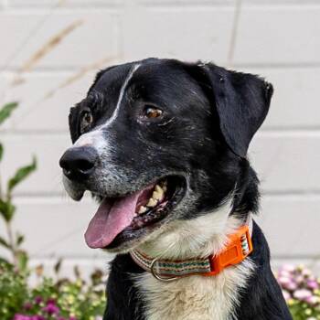 Benny -  Labrador Retriever and Mixed Breed Dog for Adoption in Council Bluffs, Iowa - Benny | PetCurious