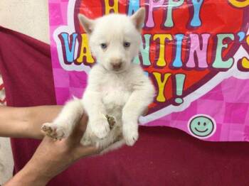 Siberian Husky Dogs Available for Adoption - HIMALAYAN | PetCurious