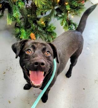 Opie -  Labrador Retriever Dog for Adoption in Fayetteville, West Virginia - Opie | PetCurious