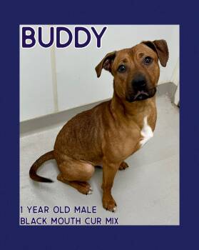 Rescue Black Mouth Cur Dogs for Adoption in Danville, Indiana - Buddy | PetCurious
