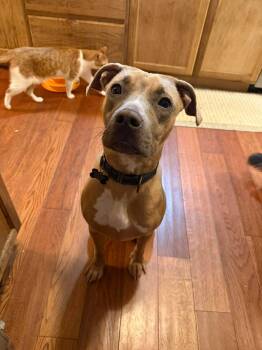 Pit Bull Terrier and Labrador Retriever Dogs Available for Adoption - Bon Bon Betty!  | PetCurious