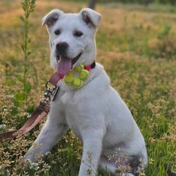 Little Clover (20260614-01) -  Jindo Dog for Adoption in Niagara Falls, Ontario - Little Clover (20260614-01) | PetCurious
