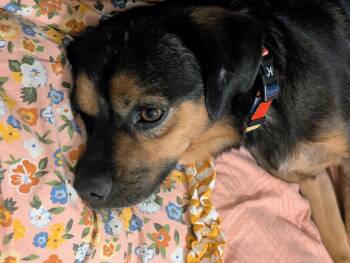 Cocker Spaniel and Beagle Dogs Available for Adoption in Gainesville, Virginia - Chopper | PetCurious