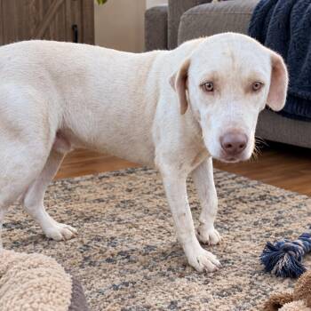 Stan Lee -  Labrador Retriever Dog for Adoption in Pittsburg, Kansas - Stan Lee | PetCurious