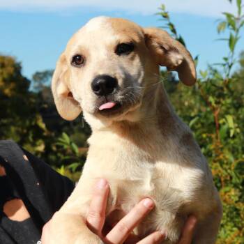 CT Sweet Pea -  Anatolian Shepherd and Mixed Breed Dog for Adoption in Stormville, New York - CT Sweet Pea | PetCurious
