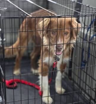 Nova Scotia Duck Tolling Retriever Dogs Available for Adoption - Lainey  | PetCurious