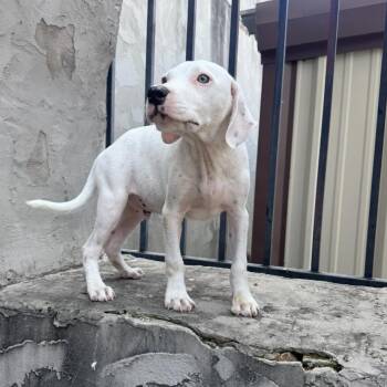 Cairo -  English Pointer and Labrador Retriever Dog for Adoption in Atlanta, Texas - Cairo | PetCurious