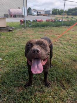 Spruce -  Pit Bull Terrier Dog for Adoption in Lewisburg, Tennessee - Spruce | PetCurious