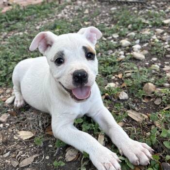 Sarah -  Pug and Boxer Dog for Adoption in Boerne, Texas - Sarah | PetCurious
