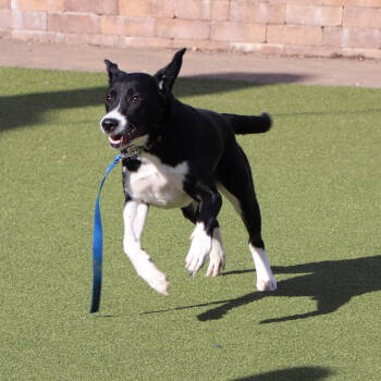 Rescue Mixed Breed Dogs for Adoption in Port Washington, New York - Hudson | PetCurious