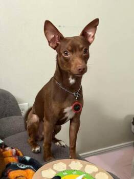Lucas -  Miniature Pinscher Dog for Adoption in Gulfport, Mississippi - Lucas | PetCurious