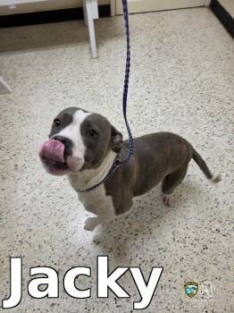 Jacky -  Pit Bull Terrier Dog for Adoption in Rocky Mount, North Carolina - Jacky | PetCurious