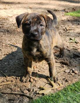 Girl 2 -  Carolina Dog and Chow Chow Dog for Adoption in Pelzer, South Carolina - Girl 2 | PetCurious
