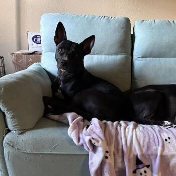 June -  Terrier and Shepherd Dog for Adoption in Carencro, Louisiana - June | PetCurious
