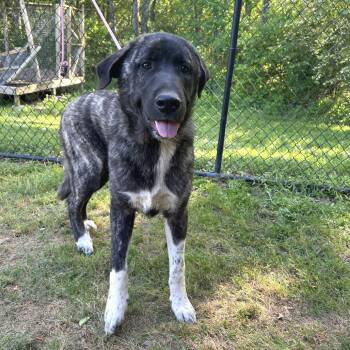 Great Pyrenees and Labrador Retriever Dogs Available for Adoption in Cabot, Arkansas - Dino | PetCurious
