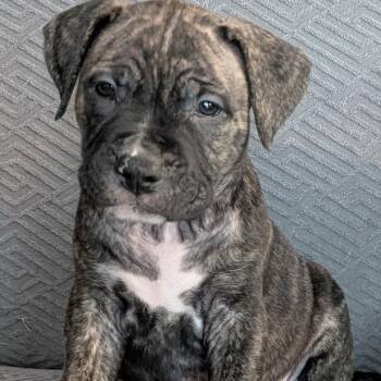 Buzz -  Pit Bull Terrier and Mastiff Dog for Adoption in Brockport, New York - Buzz | PetCurious