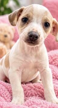 FABIAN -  Labrador Retriever Dog for Adoption in Margate, Florida - FABIAN | PetCurious