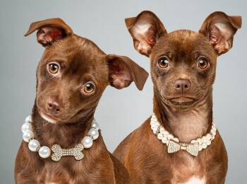 Chihuahua Dogs Available for Adoption - Avery And Emmie - Bonded Puppies | PetCurious