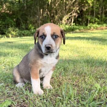 Hound and Australian Cattle Dog Blue Heeler Dogs Available for Adoption in Warrior, Alabama - Marley | PetCurious
