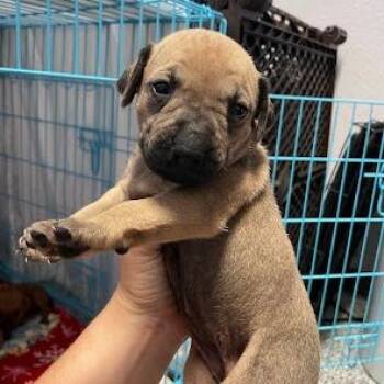 Mac -  Mixed Breed Dog for Adoption in Port Charlotte, Florida - Mac | PetCurious