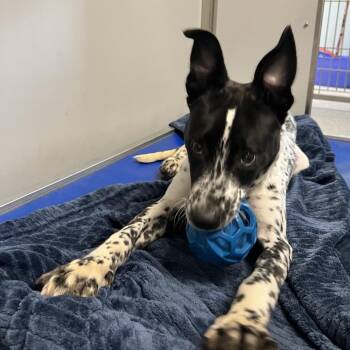 Coco -  Mixed Breed Dog for Adoption in Oneonta, New York - Coco | PetCurious