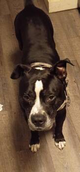 Captain -  Staffordshire Bull Terrier and Mixed Breed Dog for Adoption in Egg Harbor City, New Jersey - Captain | PetCurious