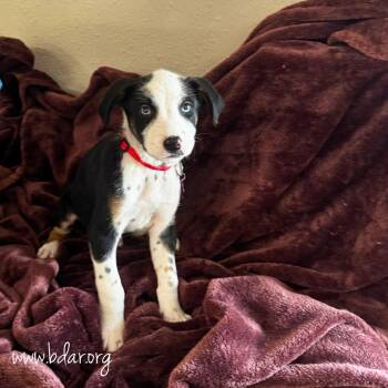 Macaroon -  Australian Cattle Dog Blue Heeler and Mixed Breed Dog for Adoption in Cheyenne, Wyoming - Macaroon | PetCurious