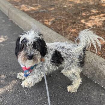 Oreo -  Poodle and Mixed Breed Dog for Adoption in Newberg, Oregon - Oreo | PetCurious