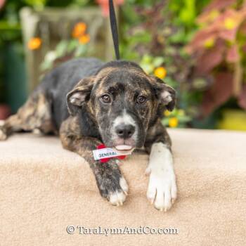General Tso -  Hound and Labrador Retriever Dog for Adoption in Wake Forest, North Carolina - General Tso | PetCurious