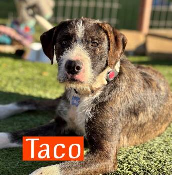 Rescue Bearded Collie and German Wirehaired Pointer Dogs for Adoption in Fort Worth, Texas - Taco | PetCurious