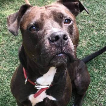 Pit Bull Terrier Dogs Available for Adoption - Loki | PetCurious