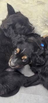 Shepherd and Mixed Breed Dogs Available for Adoption in Denver, Colorado - Stardust | PetCurious