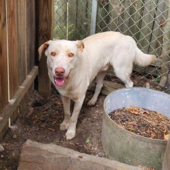 Denver -  Mixed Breed Dog for Adoption in Boaz, Alabama - Denver | PetCurious