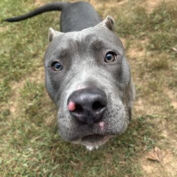 Rescue Mixed Breed Dogs for Adoption in Auburn, Alabama - Goliath | PetCurious