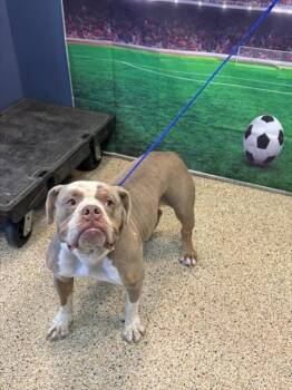 WALL-E -  American Bulldog and Mixed Breed Dog for Adoption in Doral, Florida - WALL-E | PetCurious