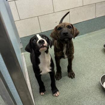 Plott Hound and Mixed Breed Dogs Available for Adoption in Springboro, Ohio - Millie | PetCurious