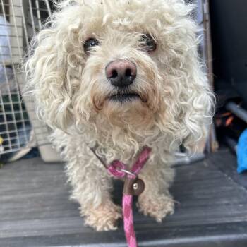 Maltese and Poodle Dogs Available for Adoption in Newark, New Jersey - Buster Stray-119894 | PetCurious