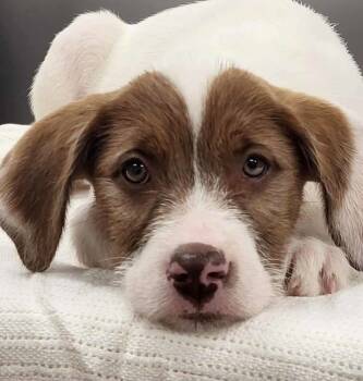 Rescue Mixed Breed Dogs for Adoption in Groveland, Massachusetts - Martie | PetCurious