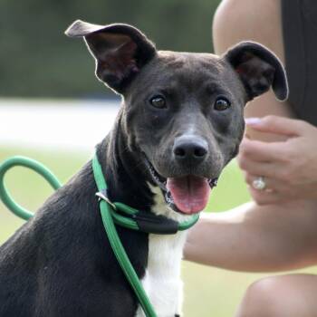 Maeve -  Mixed Breed Dog for Adoption in Columbia, South Carolina - Maeve | PetCurious
