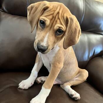 Beagle and Terrier Dogs Available for Adoption - Dashiel | PetCurious