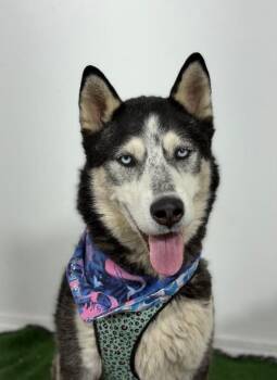 Banana bread-One of our Amazing Rescue Dogs -  Husky and Mixed Breed Dog for Adoption in Carlsbad, California - Banana Bread-One Of Our Amazing Rescue Dogs | PetCurious
