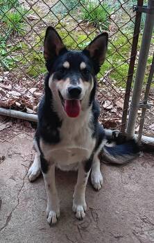 Shepherd Dogs Available for Adoption in Springfield, Ohio - Denny | PetCurious