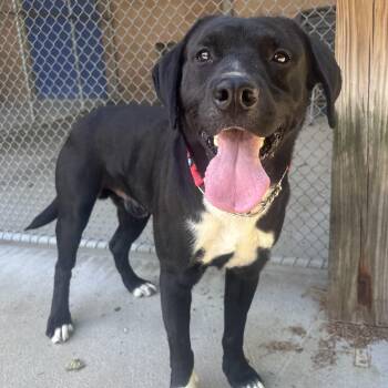 Remington -  Pointer Dog for Adoption in Waynesburg, Pennsylvania - Remington | PetCurious