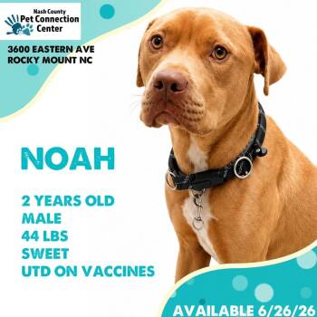 NOAH  Available NOW - ADOPTION or RESCUE! -  Mixed Breed Dog for Adoption in Nashville, North Carolina - NOAH  Available NOW - ADOPTION Or RESCUE! | PetCurious