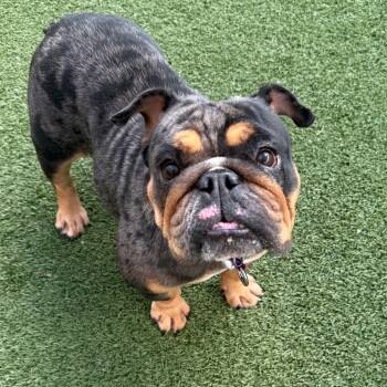 Rescue English Bulldog and Mixed Breed Dogs for Adoption in Los Angeles, California - Cream Puff | PetCurious