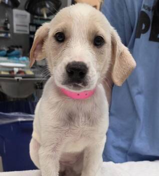 Rescue Labrador Retriever Dogs for Adoption in Parma, Ohio - Rose | PetCurious