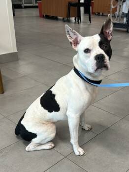 Rescue Pit Bull Terrier and Mixed Breed Dogs for Adoption in Largo, Florida - Petey | PetCurious