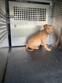 German Shepherd Dog and Mixed Breed Dogs Available for Adoption in Corpus Christi, Texas - PEONIES | PetCurious