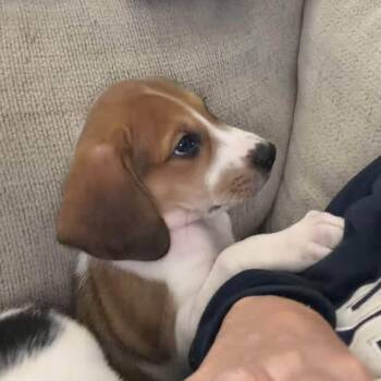 Lassen -  Mixed Breed Dog for Adoption in Fredericksburg, Virginia - Lassen | PetCurious