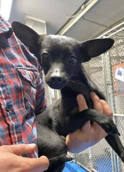 Chihuahua and Mixed Breed Dogs Available for Adoption - Hot Wheels | PetCurious